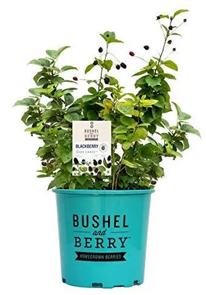 Baby Cakes Bushel and Berry Blackberry
