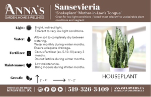 6" Sansevieria Laurentii