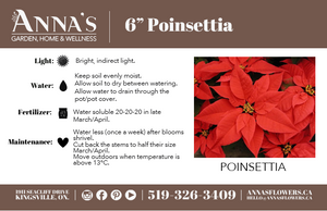 6" Poinsettia - W.E. Care for Kids