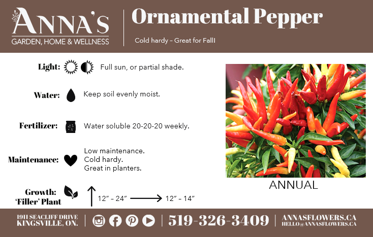 6" Ornamental Pepper (Various Colours)