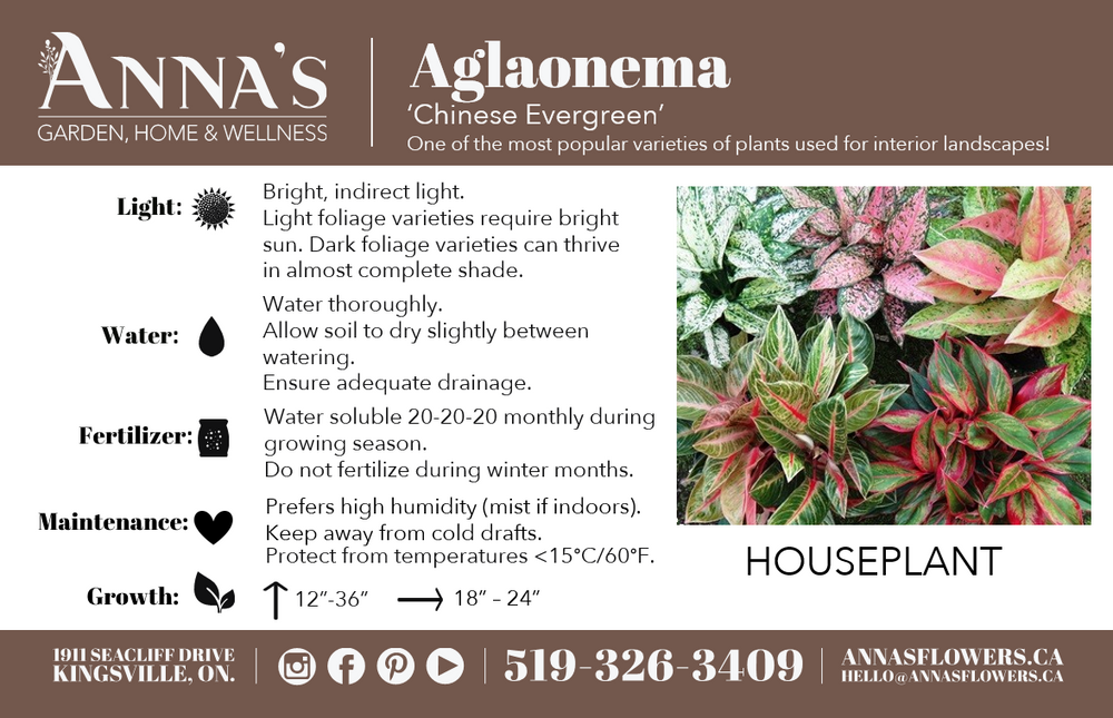 aglaonema varieties names and pictures 6" Aglaonema Very Red – Anna's Garden, Home & Wellness