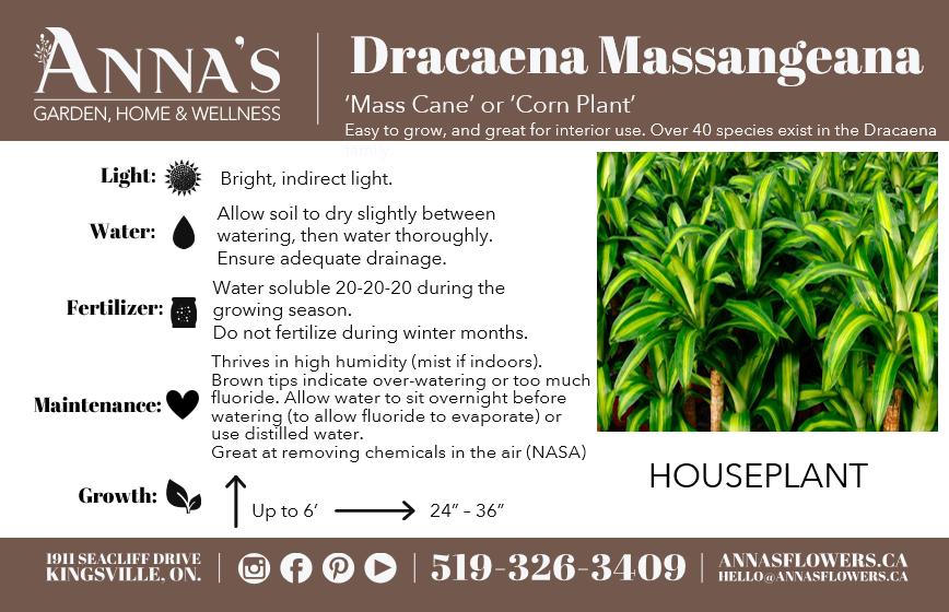lemon lime dracaena humidity 6" Dracaena Lemon Lime – Anna's Garden, Home & Wellness