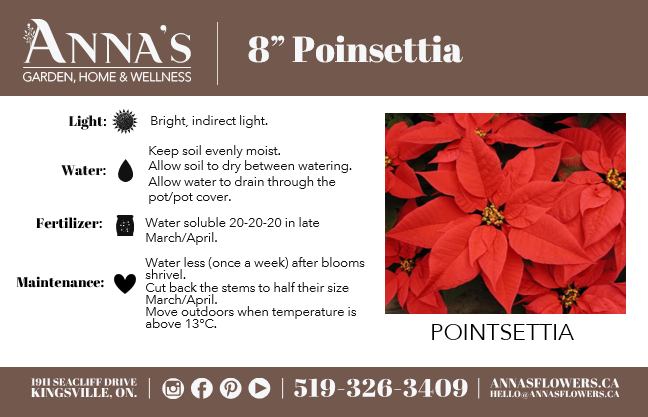 
            
                Load image into Gallery viewer, 8&amp;quot; Poinsettia
            
        