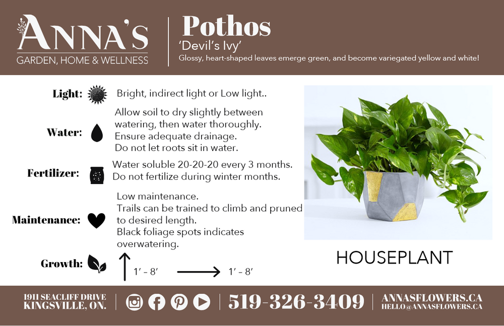 6" Epipremnum Marble Queen Pothos