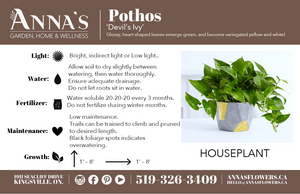 6" Epipremnum Marble Queen Pothos