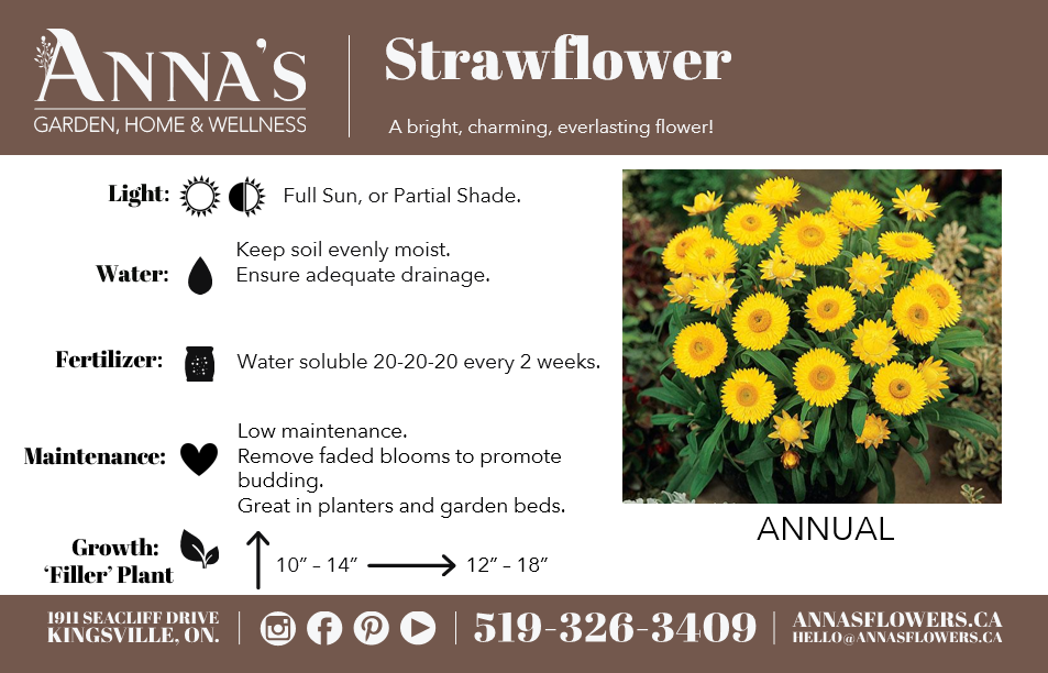 11" Potted Annual - Strawflower