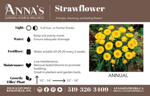 11" Potted Annual - Strawflower
