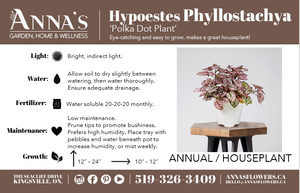4" Hypoestes Phyllostachya "Polka Dot Plant"