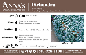 12" Dichondra Silver Falls Hanging Basket