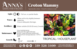 10" Croton Mammy Standard