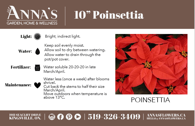 10" Poinsettia - United Way Windsor Essex