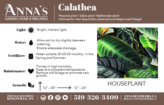 6” Calathea Ornata