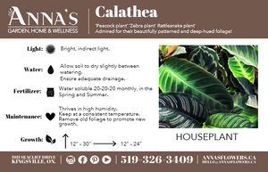 6” Calathea Ornata