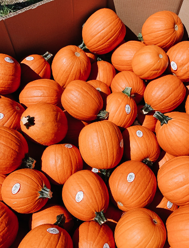 Pie Pumpkin