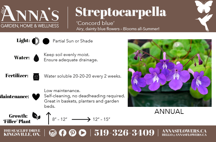 12" Streptocarpella Dichondra Silver Falls Hanging Basket