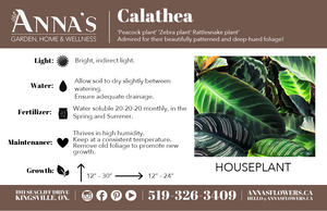 4" Calathea Makoyana