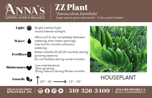 
            
                Load image into Gallery viewer, 14&amp;quot; Zamioculcas Zamiifolia ZZ
            
        