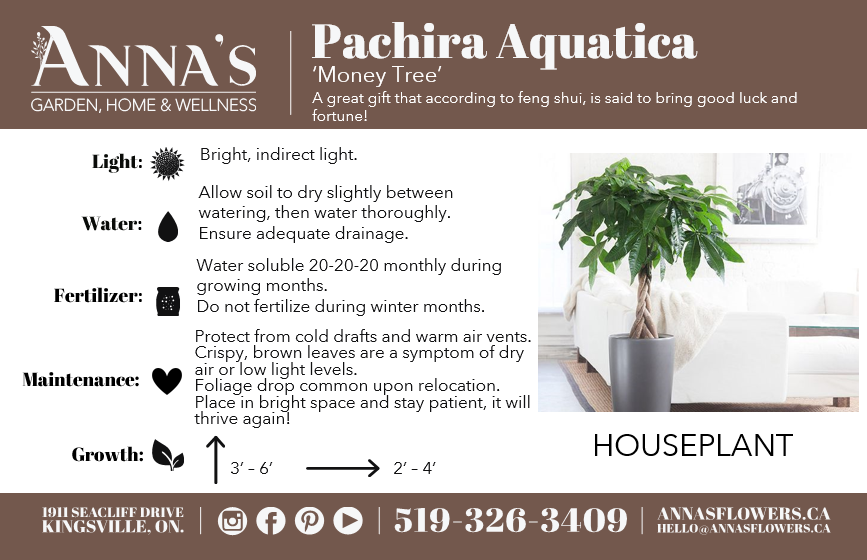 8" Pachira Aquatica 'Money Tree'