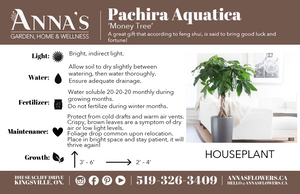 8" Pachira Aquatica 'Money Tree'