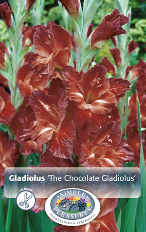 
            
                Load image into Gallery viewer, Gladiolus The Chocolate Buccaco Bulbs
            
        
