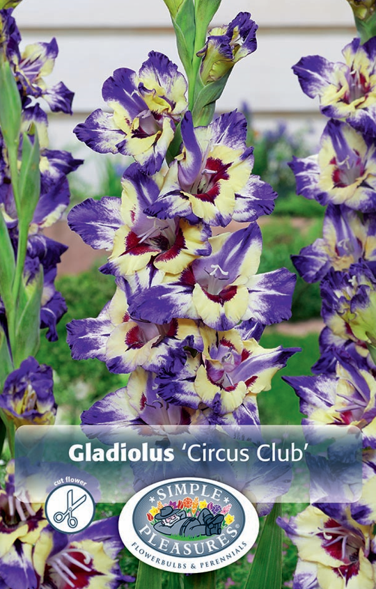 Gladiolus Circus Club Bulbs