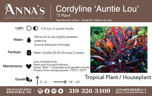10" Cordyline Auntie Lou (Fruticosa)