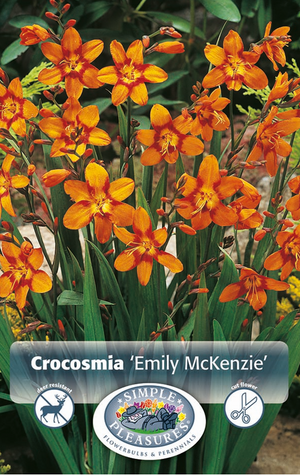Crocosmia Emily McKenzie Bulbs