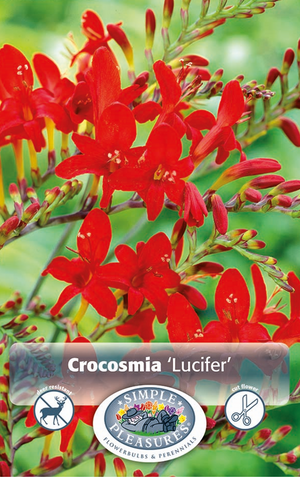 Crocosmia Lucifer Bulbs