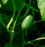 Cucamelon Cucumber Seeds (30 Seeds)