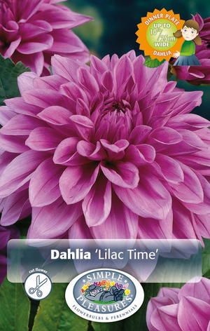 Dahlia Decorative Lilac Time Bulbs