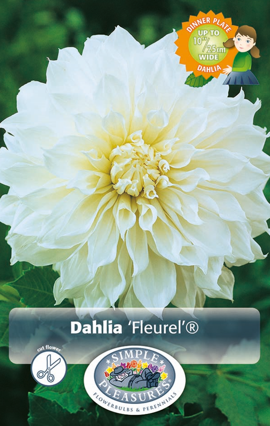 Dahlia Dinner Plate Fleurel Bulbs
