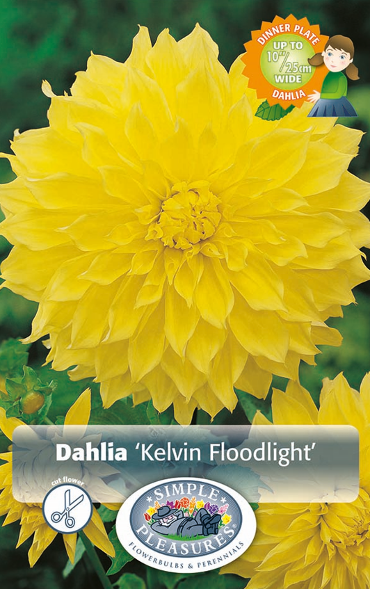 Dahlia Dinner Plate Kelvin Floodlight Bulbs