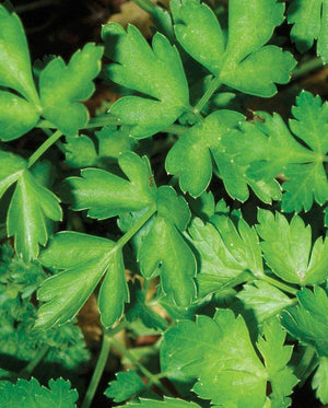 Dark Green Italian Plain Parsley Seeds