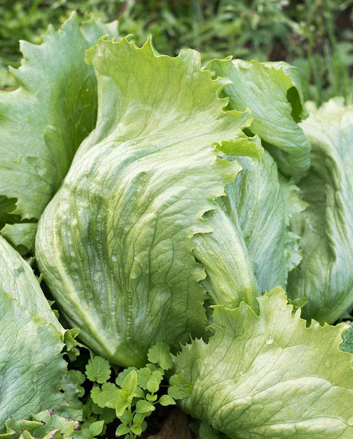 
            
                Load image into Gallery viewer, Dillon Certified Organic Lettuce
            
        