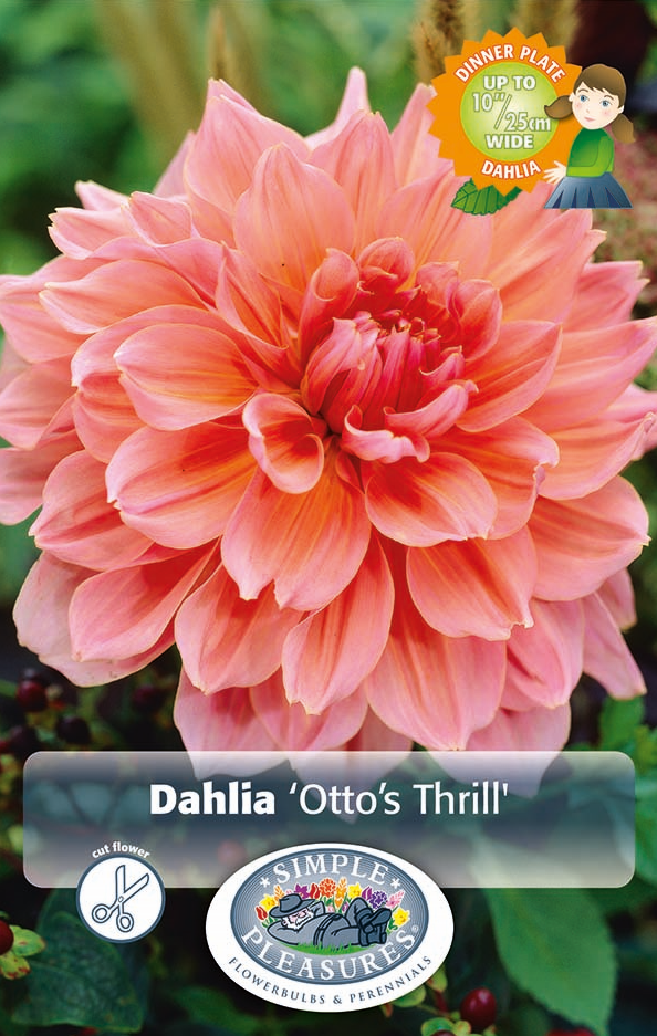 Dahlia Dinner Plate Otto's Thrill Bulbs