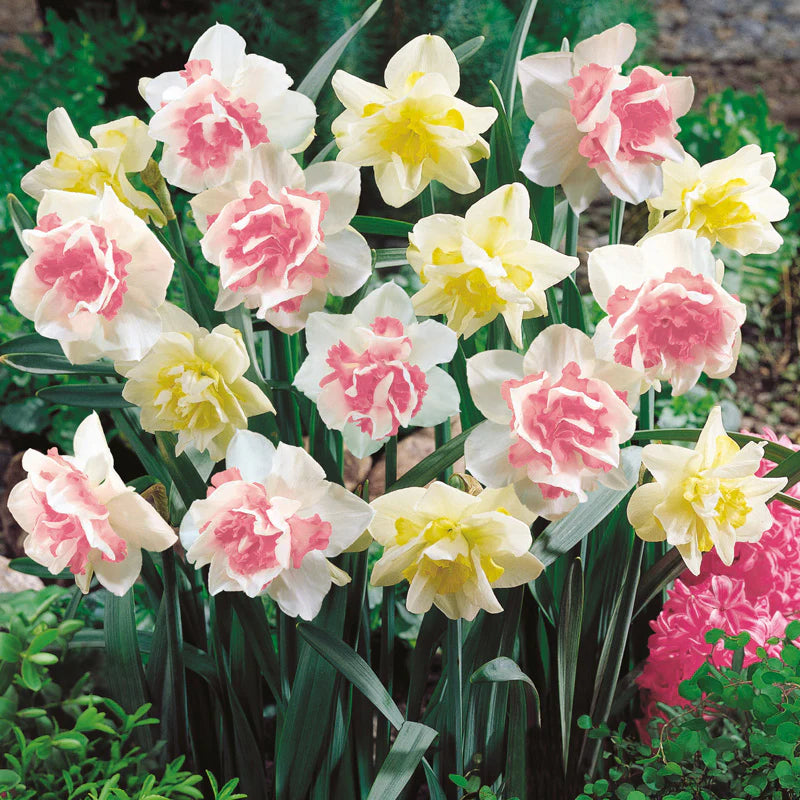 
            
                Load image into Gallery viewer, Daffodils Double - Narcissus Double Duo Bulbs
            
        