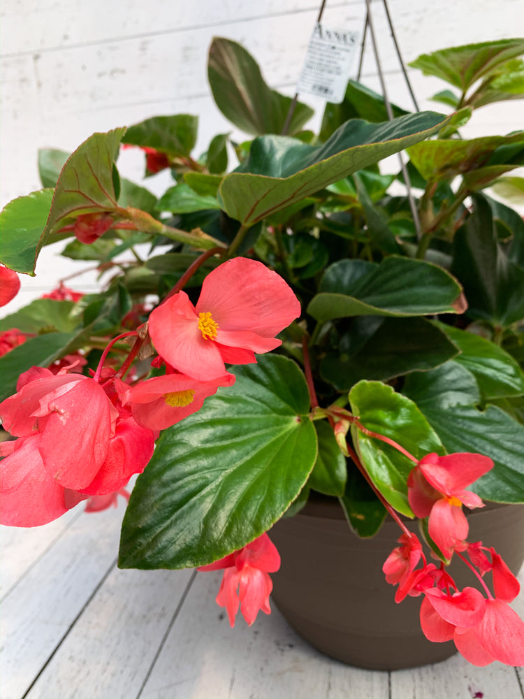13” Dragon Wing Begonia
