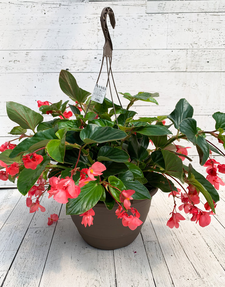 13” Dragon Wing Begonia