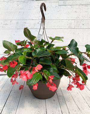 13” Dragon Wing Begonia