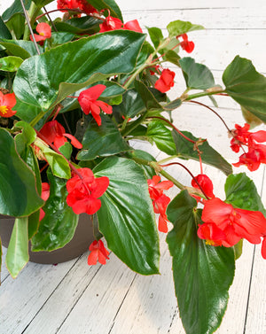 13” Dragon Wing Begonia