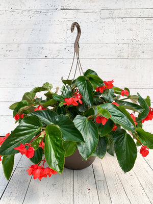 13” Dragon Wing Begonia