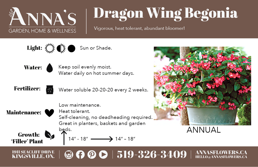 13" Dragon Wing Begonia Mix