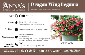 13" Dragon Wing Begonia