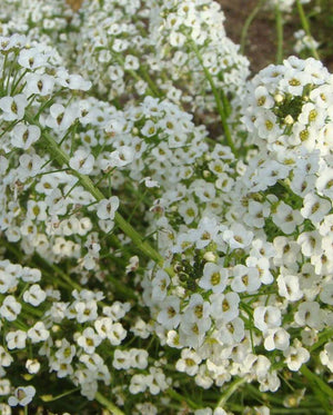 Snow Cloth Alyssum Seeds