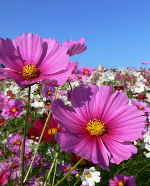 Cosmos - Mini Blend