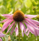 Echinacea Purple Coneflower Seeds