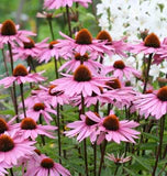 Echinacea Purple Coneflower Seeds