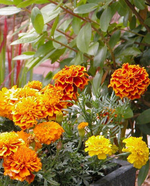 Brocade Marigold Seeds