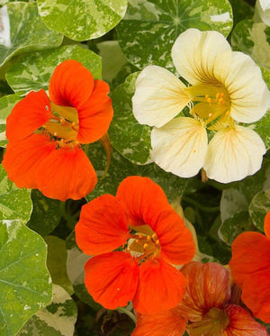 Tip Top Alaska Mix Nasturtium Seeds