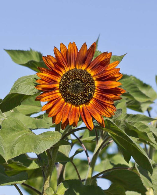 Velvet Queen Sunflower Seeds